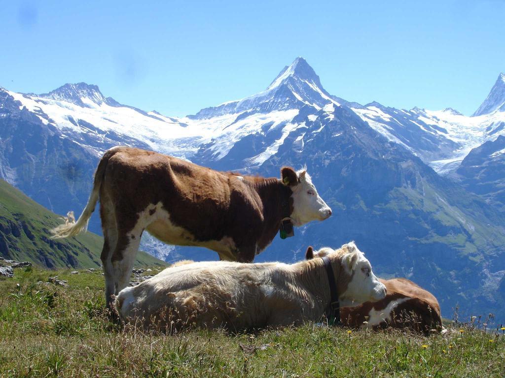 Beim See Grindelwald Bagian luar foto